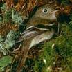Yellow-bellied Flycatcher